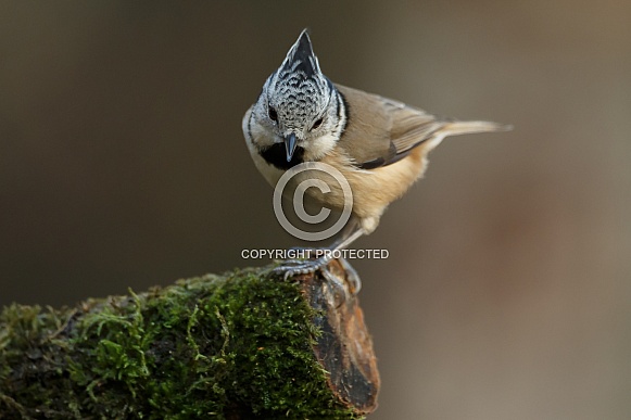 The crested tit or European crested tit