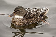 Mallard (Anas platyrhynchos)