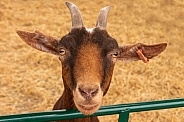 Pygmy Goat Close Up Face Shot