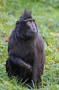 Crested macaque (Macaca Nigra)