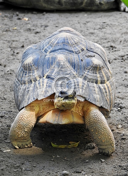 Giant tortoise