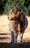 Highland Cattle-Go To The Light