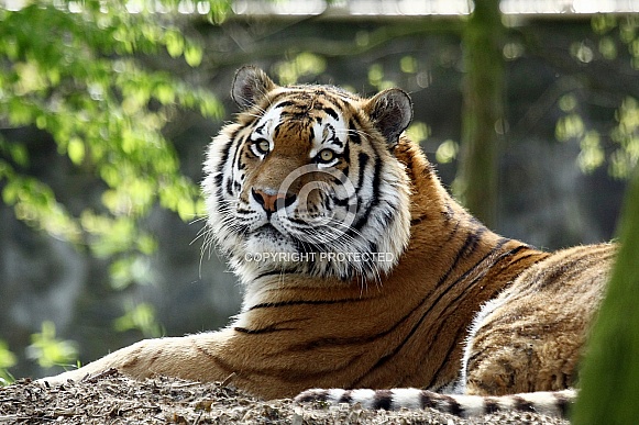 Amur Tiger