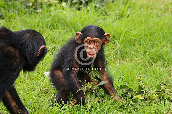 Baby Chimpanzee Baby Chimpanzee