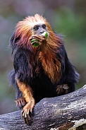 Golden-Headed Lion Tamarin (Leontopithecus Chrysomelas)