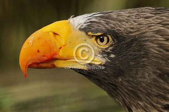 Steller's sea eagle