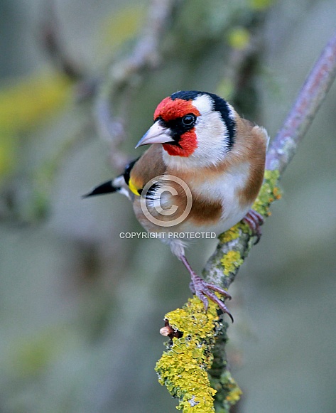 Goldfinch Goldfinch