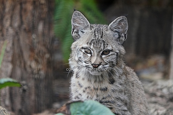 Bobcat