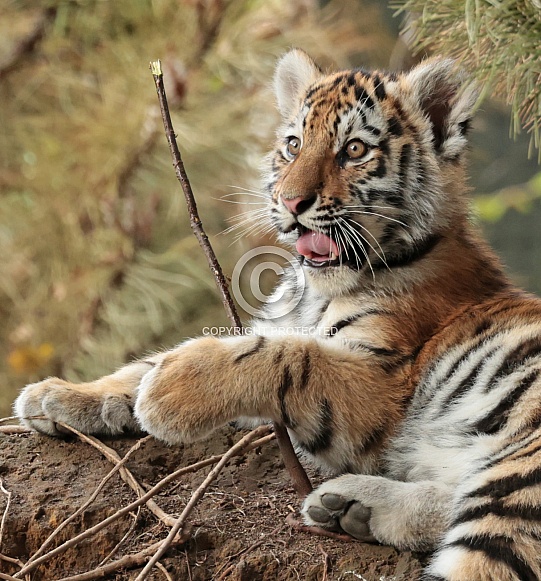 Amur Tiger Cub