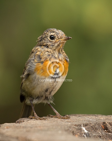 Juvenile European Robin Juvenile European Robin