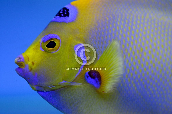 Queen Angelfish