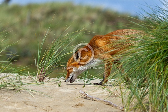 Red Fox in the dunes Red Fox in the dunes