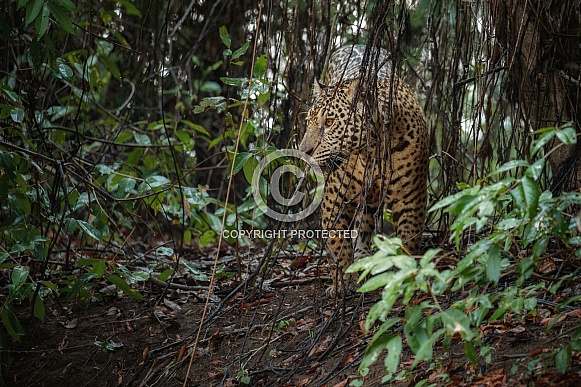 American jaguar in the nature habitat