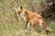 Young red fox cub in nature