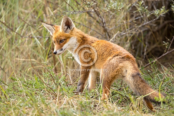Young red fox cub in nature