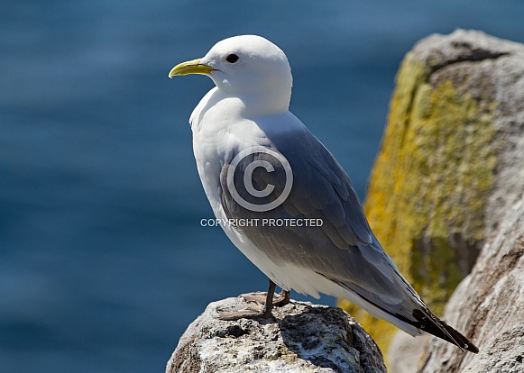 Black-legged Kittiwake Black-legged Kittiwake