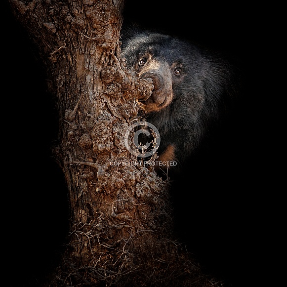 Sloth bear in the nature habitat. Sloth bear in the nature habitat.