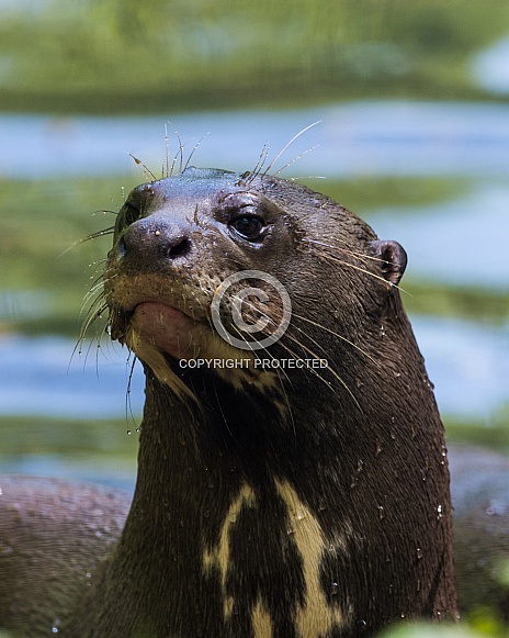 Amazon River Otter