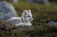 Arctic fox