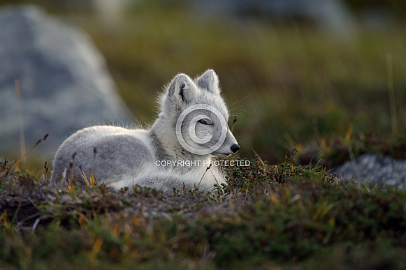 Arctic fox Arctic fox