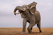 Bull elephant in musth