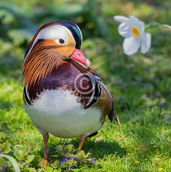 Mandarin Duck Mandarin Duck