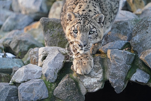 Snow Leopard