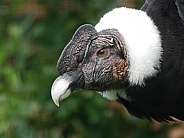 Andean Condor