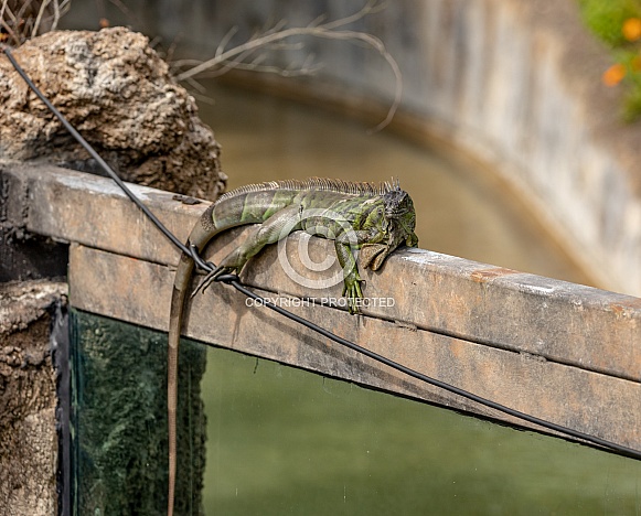 Iguanas