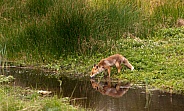 Red fox (vulpes vulpes)