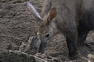 Aardvark Digging Behind Log