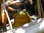 Frog in Shade
