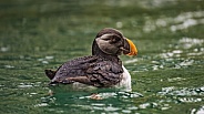 Puffin on the water