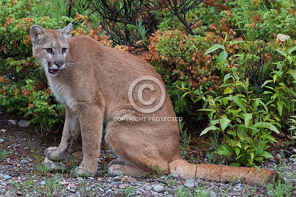 Mountain Lion, or  cougar, puma, panther, and catamount