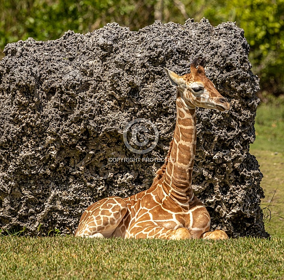 Baby Reticulated Giraffe laying down Baby Reticulated Giraffe laying down