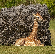 Baby Reticulated Giraffe laying down