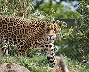 Jaguar