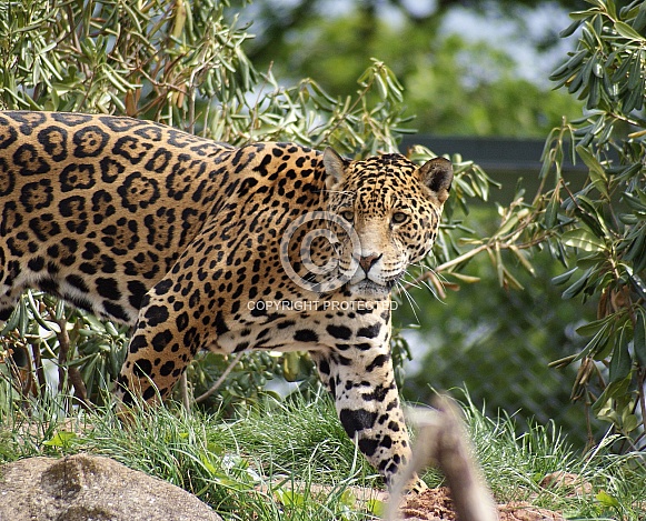 Jaguar