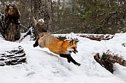 Fox—Red Fox