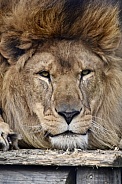African Lion