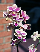 Mini Phalanopsis Orchid