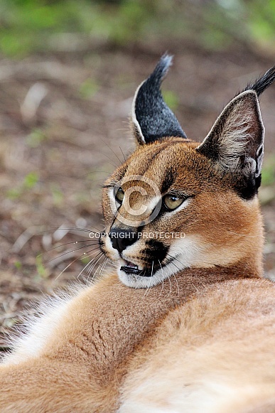 Caracal