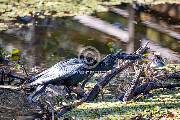 Anhingas Anhingas
