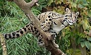 Clouded Leopard