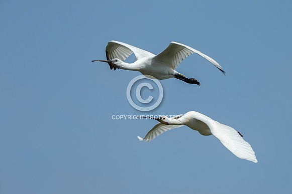 The Eurasian spoonbill The Eurasian spoonbill