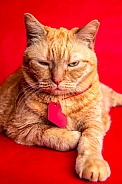 Domestic Cat