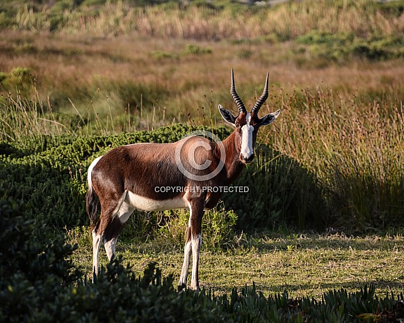 Bontebok Antelope