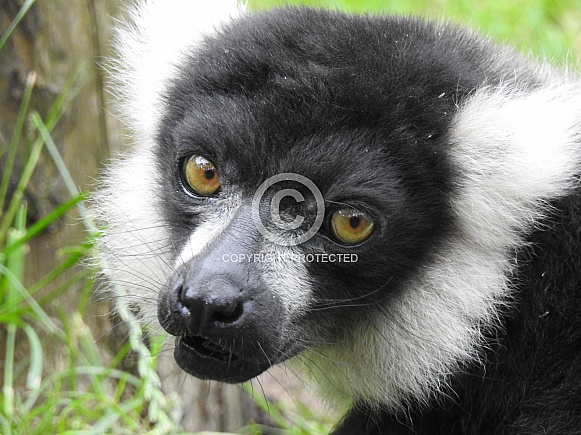 Black and white ruffed Lemur head shot Black and white ruffed Lemur head shot