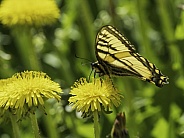 Swallowtail Butterfly on a Dandelion