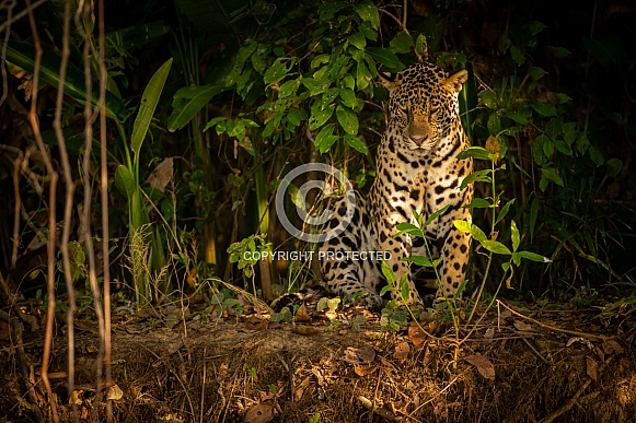 American jaguar in the nature habitat